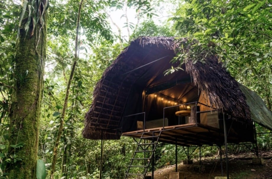 HAMADRYADE LODGE, in the amazon rainforest.